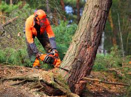 Why Choose Our Tree Removal Services in Beavercreek, OH?