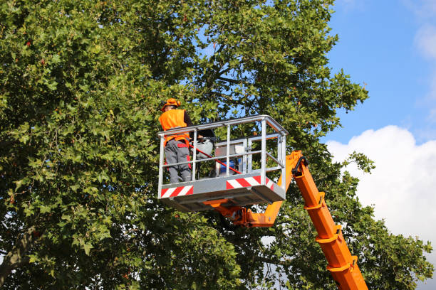 Best Utility Line Clearance  in Beavercreek, OH