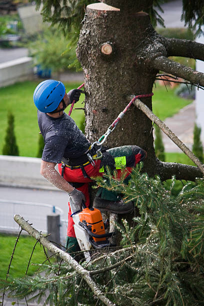 Best Lawn Watering Services  in Beavercreek, OH