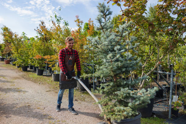 Best Tree Mulching  in Beavercreek, OH